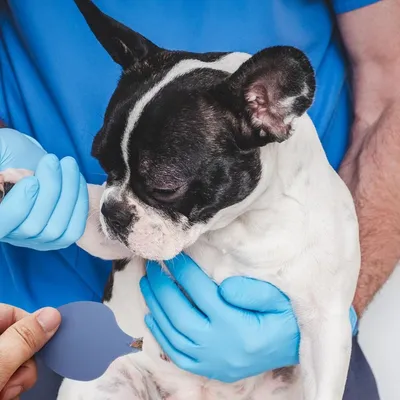 Petopia Outil de retrait de tiques pour animaux