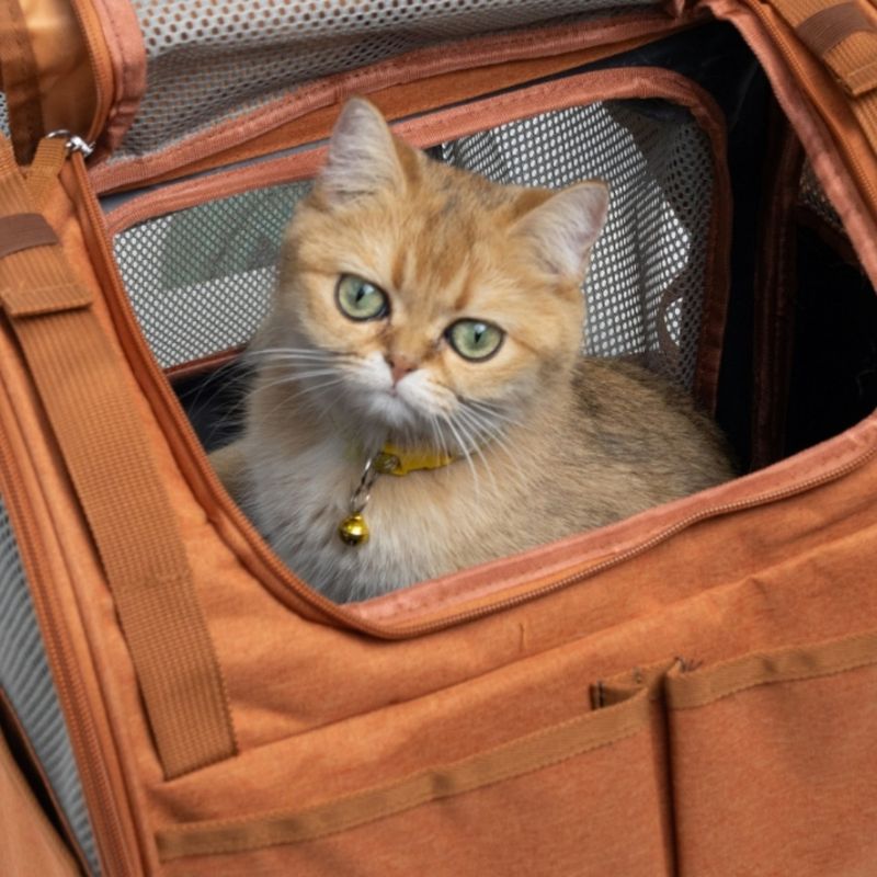 FurryFusion Sac extensible pour chat