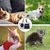 Petopia Transporteur pour animaux de compagnie