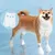 UAMLY Couvre-pieds de chien jetables