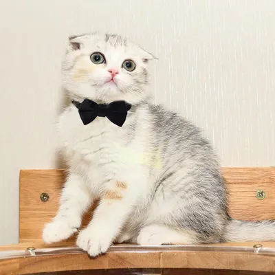 UAMLY Collier pour chat avec clochette et nœud papillon