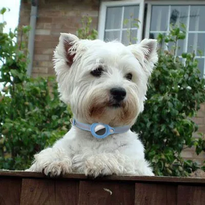 Petopia Collier ajustable pour chat