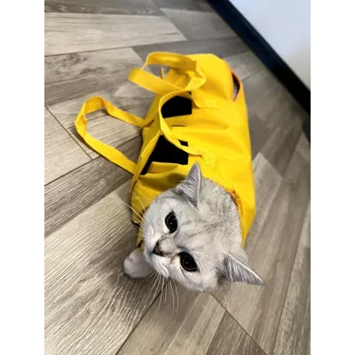 ZenPets Sac De Toilettage Pour chat