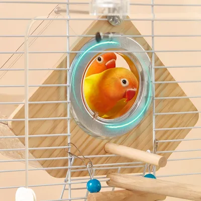 FurryFusion Nichoir à oiseaux en bois transparent