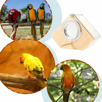 FurryFusion Nichoir à oiseaux en bois transparent