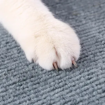 IntiMeg Tapis griffoir adhésif pour chat 30 x 100 cm