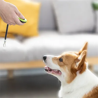 Petopia Appareil d'entraînement sonore pour chien