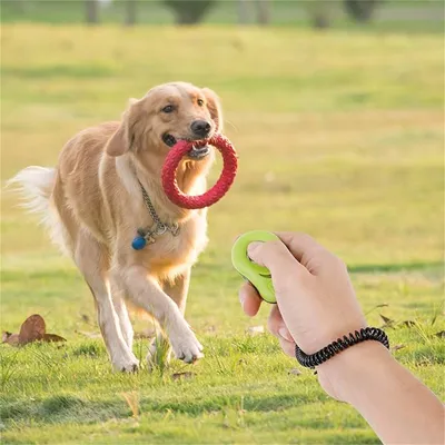 Petopia Appareil d'entraînement sonore pour chien