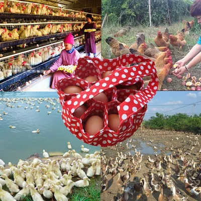 Zenpets Panier pliable en toile pour œufs