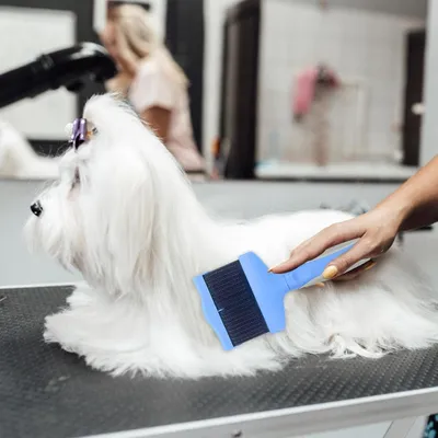 UAMLY Brosse de toilettage pour chien, brosse de massage