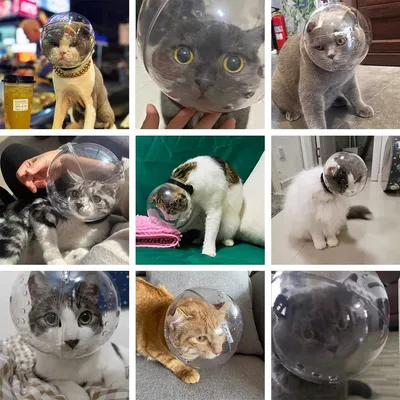 IntiMeg Muselière pour chat