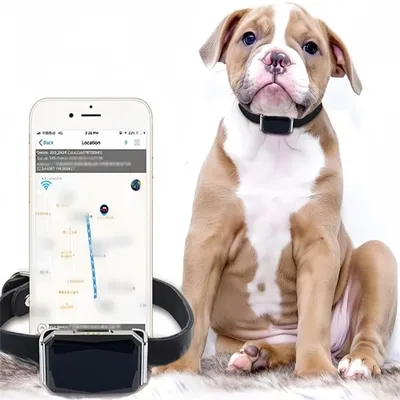 IntiMeg Collier GPS Tracker pour chien IntiMeg Collier GPS Tracker pour chien