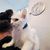 IntiMeg Collier GPS Tracker pour chien