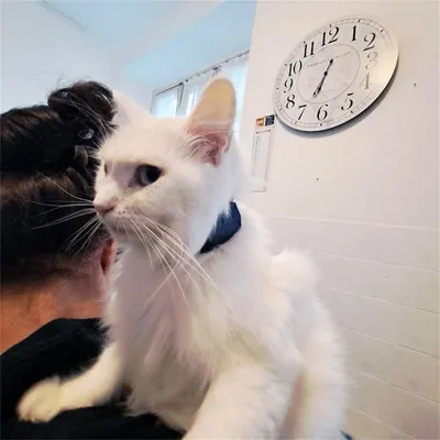 IntiMeg Collier GPS Tracker pour chien