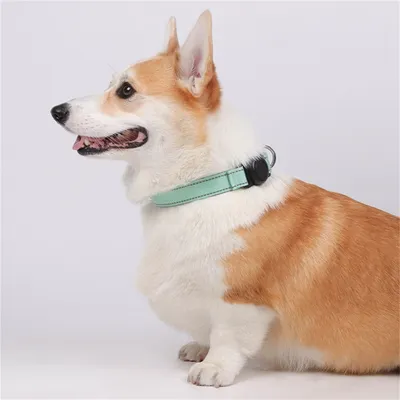 IntiMeg Collier GPS pour chien