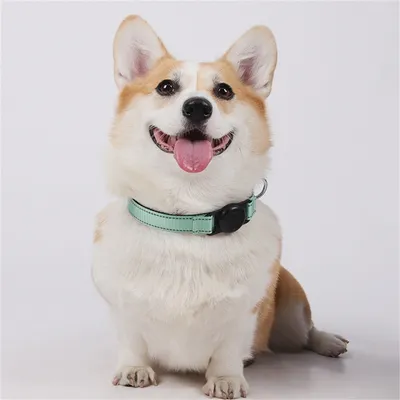 IntiMeg Collier GPS pour chien