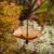 UAMLY Bain d'oiseaux suspendu en forme de parapluie