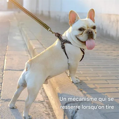 IntiMeg Harnais et laisse pour chien