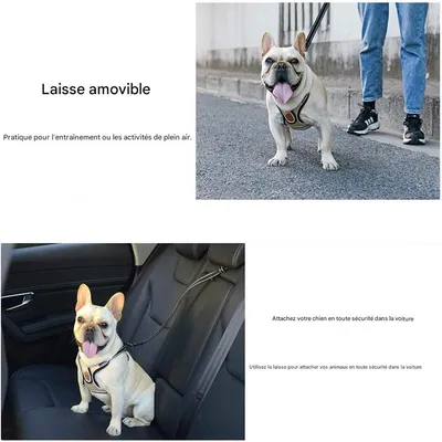 IntiMeg Harnais et laisse pour chien