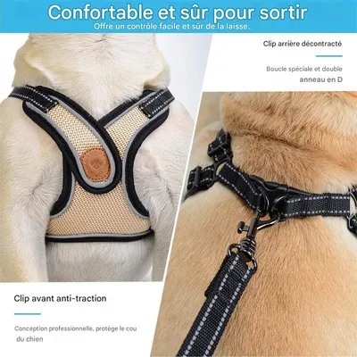 IntiMeg Harnais et laisse pour chien