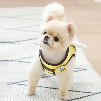 ZenPets Conjunto de arnés y correa Bee Delight para perros