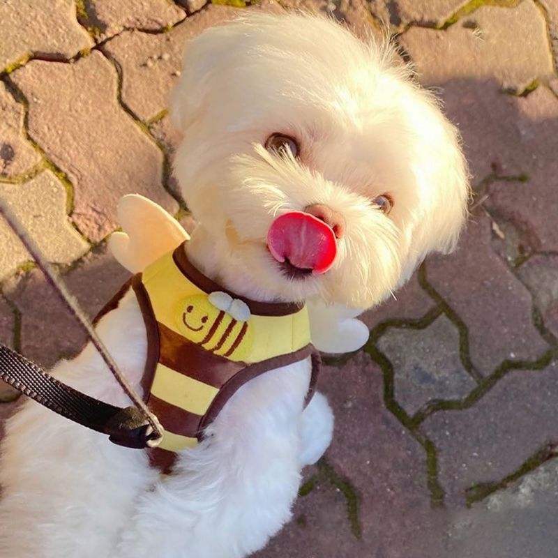 ZenPets Bee Delight Harness And Leash Set Pour Chiens