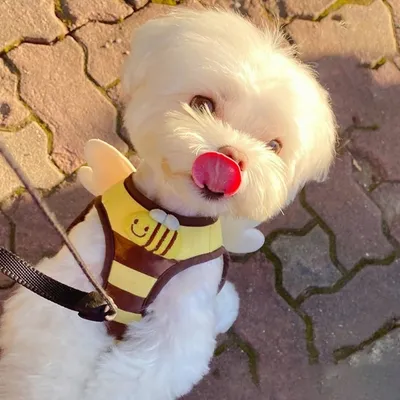 ZenPets Bee Delight Harness And Leash Set Pour Chiens