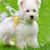 Petopia Harnachement pour chien en style gilet