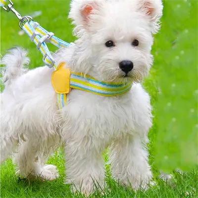 Petopia Harnachement pour chien en style gilet