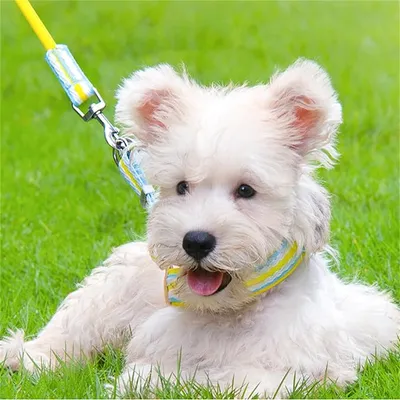 Petopia Harnachement pour chien en style gilet