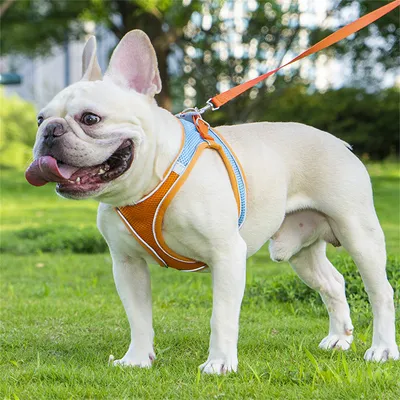 ZenPets Harnois de traction pour chien et chat