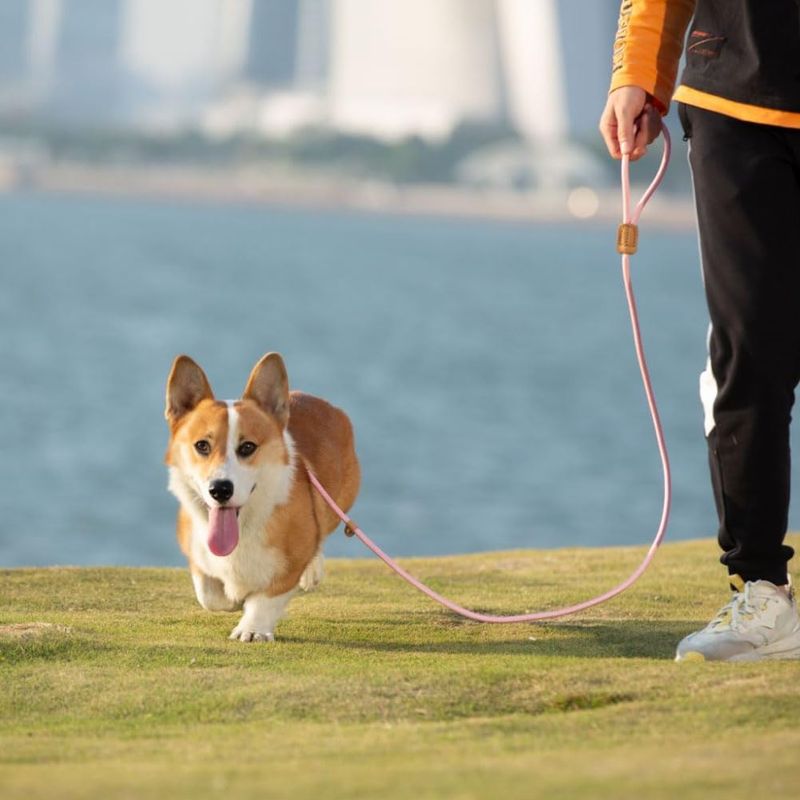 Petopia Laisse pour animaux de compagnie