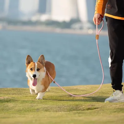 Petopia Laisse pour animaux de compagnie Petopia Laisse pour animaux de compagnie