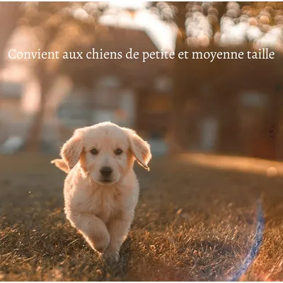 Petopia Corde de traction télescopique pour chien