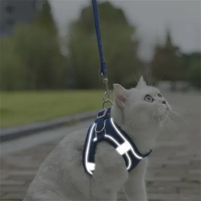 Petopia Laisse pour chat Petopia Laisse pour chat