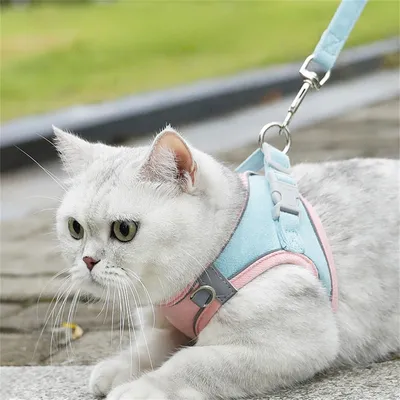 Petopia Laisse pour chat Petopia Laisse pour chat