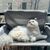 UAMLY Lit Suspendu pour Chat, Hamac pour Chat