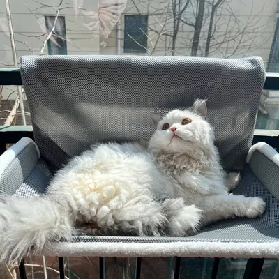 UAMLY Lit Suspendu pour Chat, Hamac pour Chat