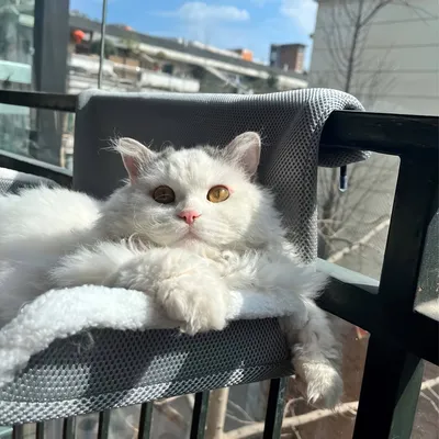 UAMLY Lit Suspendu pour Chat, Hamac pour Chat