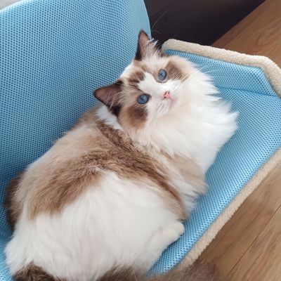 UAMLY Cama colgante para gatos, hamaca para gatos
