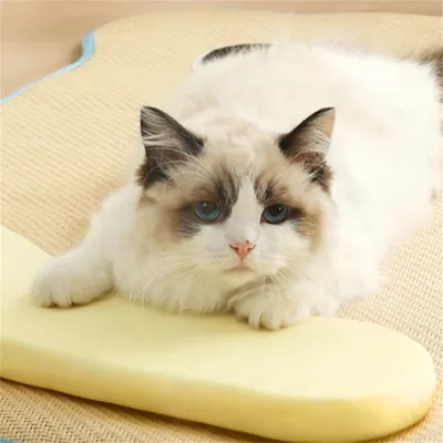 IntiMeg Panier d'été tissé pour chat