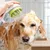 ZenPets Pommeau de douche pour toilettage d'animaux de compagnie