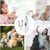 Petopia Trimmer des ongles pour chien
