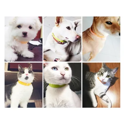 IntiMeg Collier anti-puces et anti-moustiques pour chiens