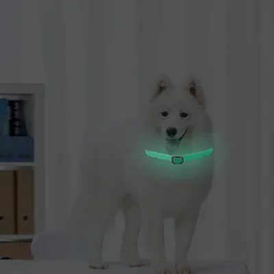 Petopia Collier anti-puces pour chien