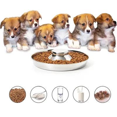 UAMLY Gamelle pour chien à alimentation lente en acier inoxydable