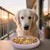 Petopia Gamelle Slow Food pour chien