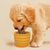 UAMLY Bol à lécher pour chien avec ventouse