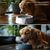 Petopia Gamelle à eau avec filtre pour chien et chat