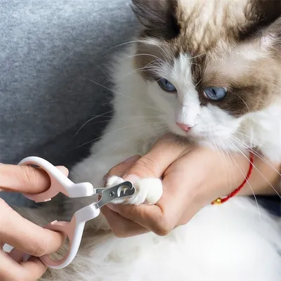 IntiMeg Ciseaux - griffes pour chat et petits animaux